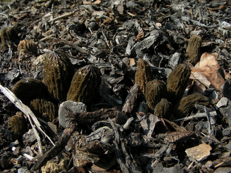 altro giro cittadino